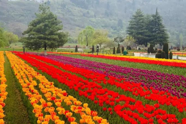 Kashmir Srinagar Tour Package